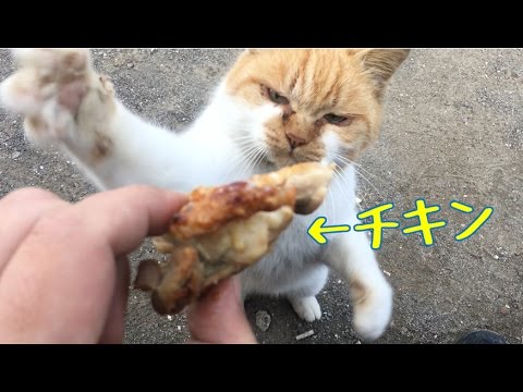 【車中泊キャンプ】浜辺でローストチキン　ポンコツ野良とメリークリスマス - YouTube