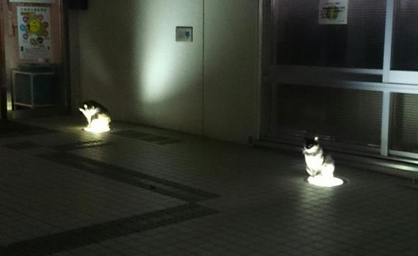 「温まっている動物」の画像を貼るトピ♪
