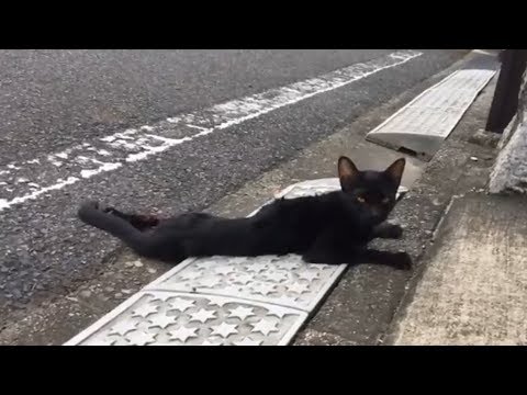 【閲覧注意】玄関あけたら瀕死の猫がいて… 母ちゃんに助けを求めてきた!? - 猫バンバン推奨動画 - Couldn't Save a Kitten from Brink of Death - YouTube
