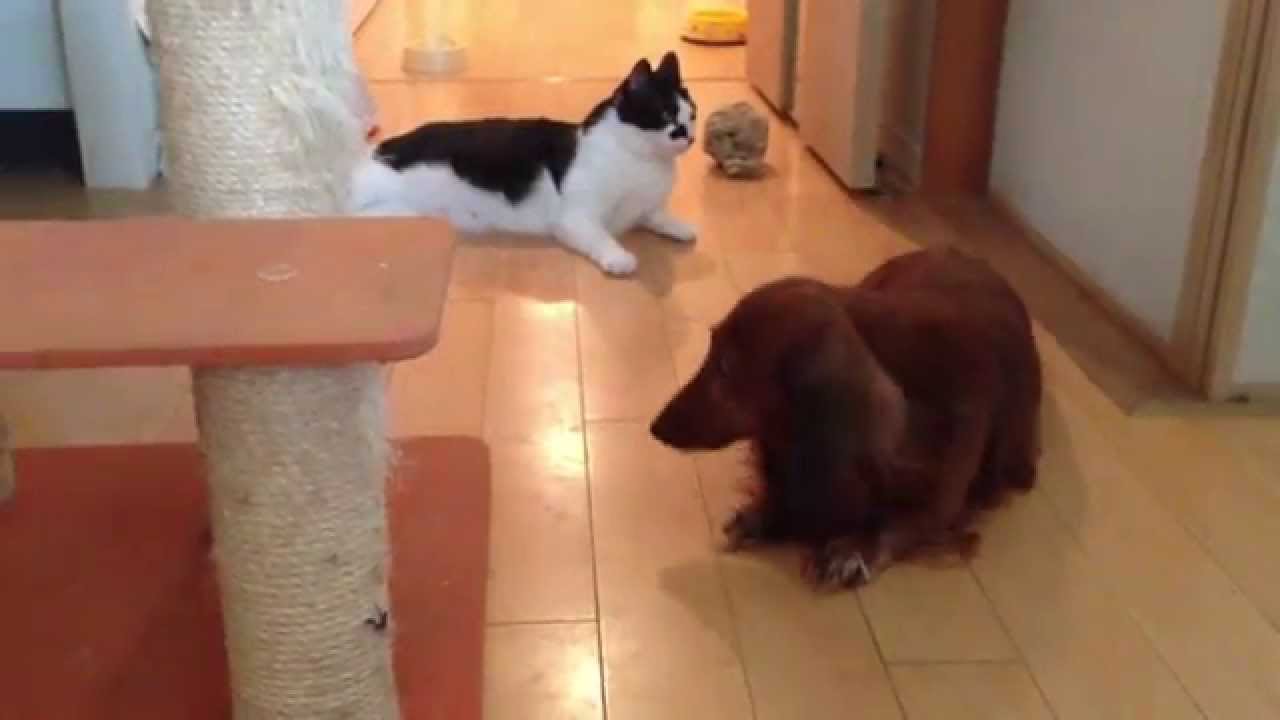 動物同士が会話してるように見える画像