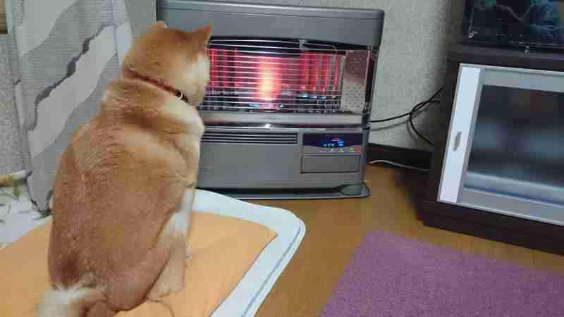「温まっている動物」の画像を貼るトピ♪