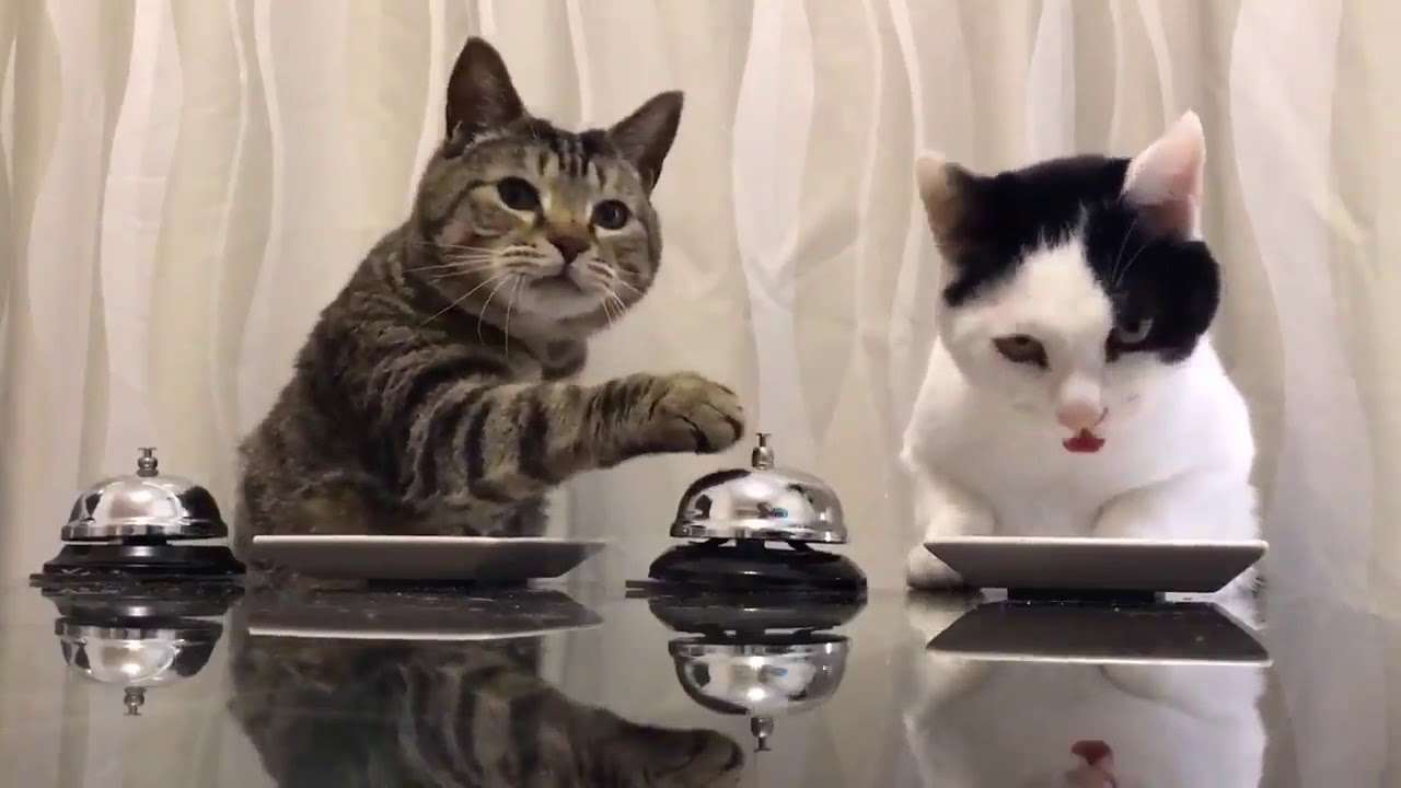 ベルを押さないと食べ物が出てこないシステム - YouTube
