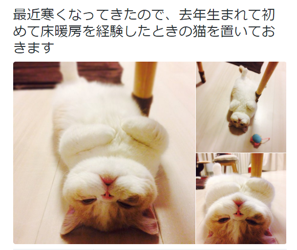 「温まっている動物」の画像を貼るトピ♪