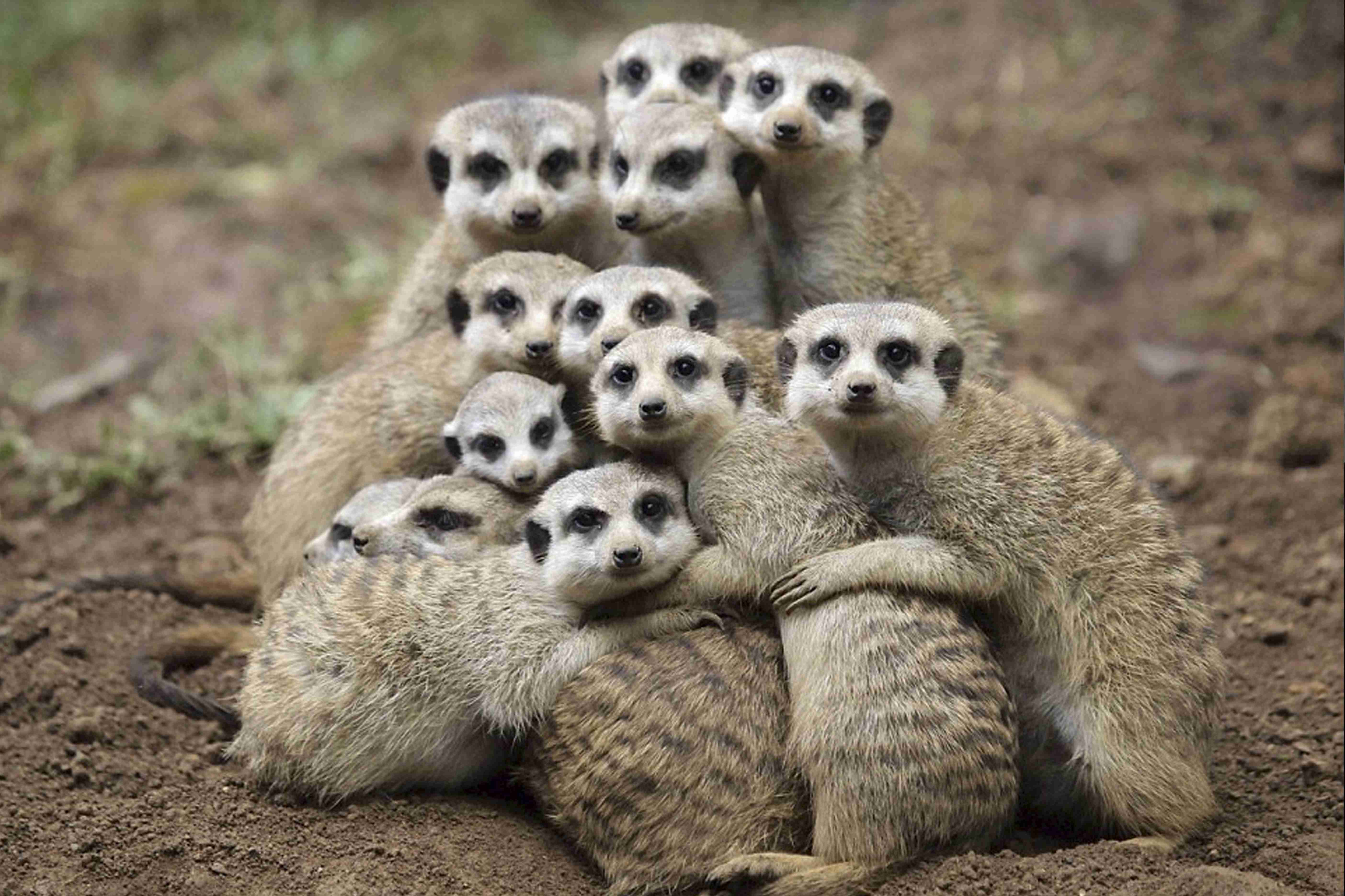 カメラ目線の動物の画像