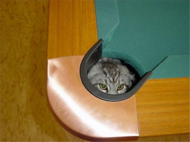 こんなところに猫が!って画像を貼っていくトピ