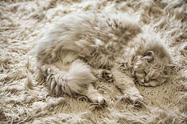 こんなところに猫が!って画像を貼っていくトピ