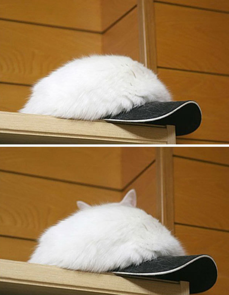 こんなところに猫が!って画像を貼っていくトピ