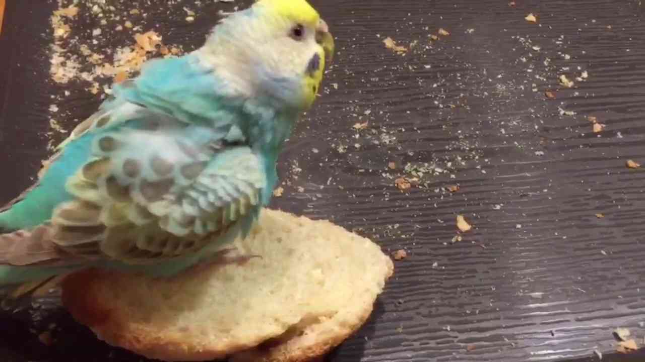 パン美味しいね! Yam yam.... - YouTube