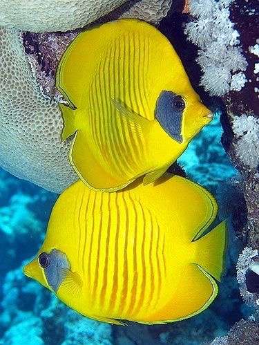綺麗な熱帯魚の画像を貼るトピ♪