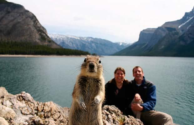 カメラ目線の動物の画像