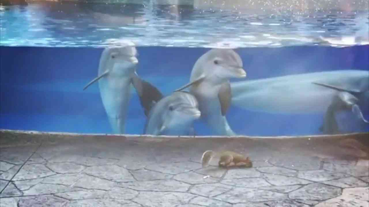 Cute Dolphins Check Out Squirrels at Seaworld Orlando Dolphin Nursery - YouTube