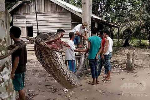 【閲覧注意】男性襲った巨大ニシキヘビ、住民たちに食べられる