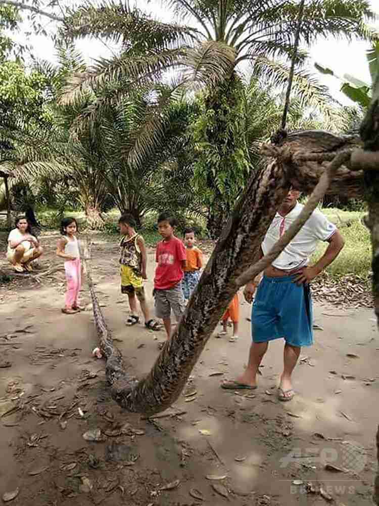 男性襲った巨大ニシキヘビ、住民たちに食べられる インドネシア　写真2枚　国際ニュース：AFPBB News