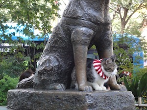こんなところに猫が!って画像を貼っていくトピ