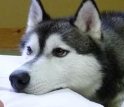 飼ってみたい犬種は何？