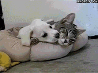 動物同士が会話してるように見える画像