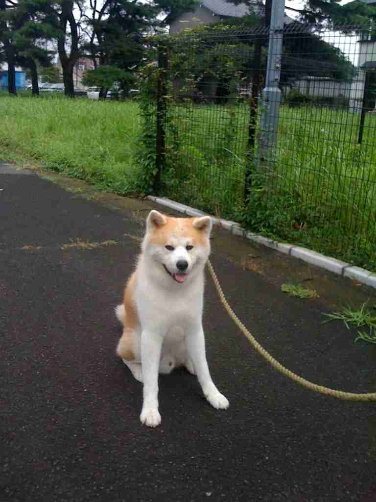 犬の散歩の時間