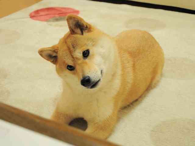 子犬あるある
