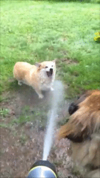 動物同士が会話してるように見える画像