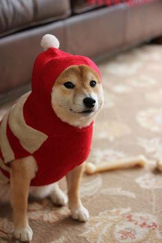 「温まっている動物」の画像を貼るトピ♪