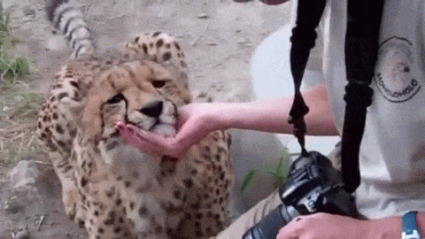 動物同士が会話してるように見える画像