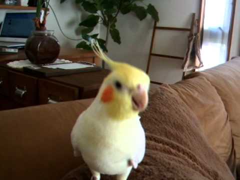 オカメインコ竹千代のノリノリダンス♪ - YouTube