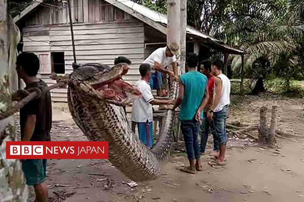8メートルのニシキヘビと格闘　勝って村全員で食べた - BBCニュース