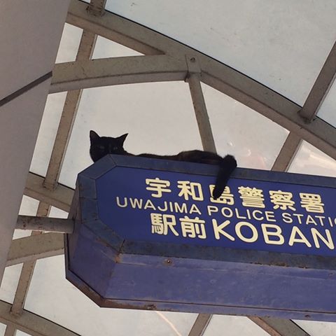 こんなところに猫が!って画像を貼っていくトピ