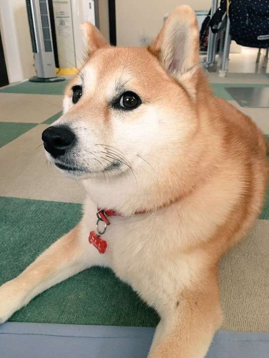 飼ってみたい犬種は何？
