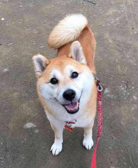 飼ってみたい犬種は何？