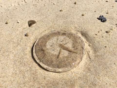 抗ガン剤、ってば｜世にも美しいガンの治し方