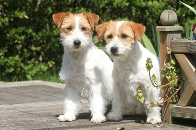 飼ってみたい犬種は何？