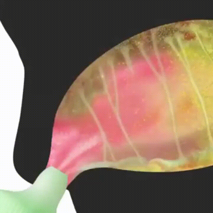 爽やかな画像を貼るトピ