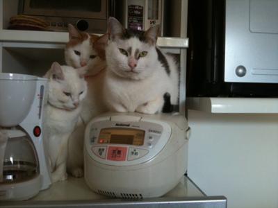 「温まっている動物」の画像を貼るトピ♪