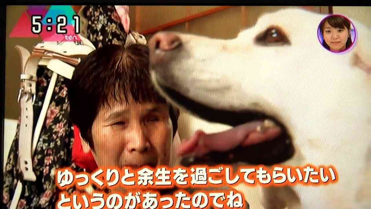 「盲導犬ナッティ」日本ライトハウス盲導犬訓練所  MAH03302 - YouTube