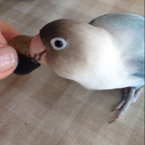 インコが大好き♡