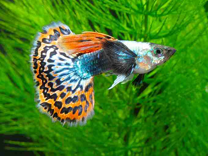 綺麗な熱帯魚の画像を貼るトピ♪