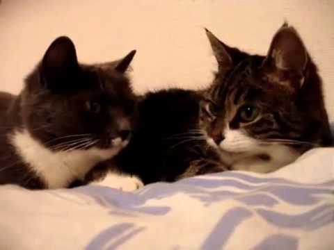 猫同士、何か会話してますw - YouTube