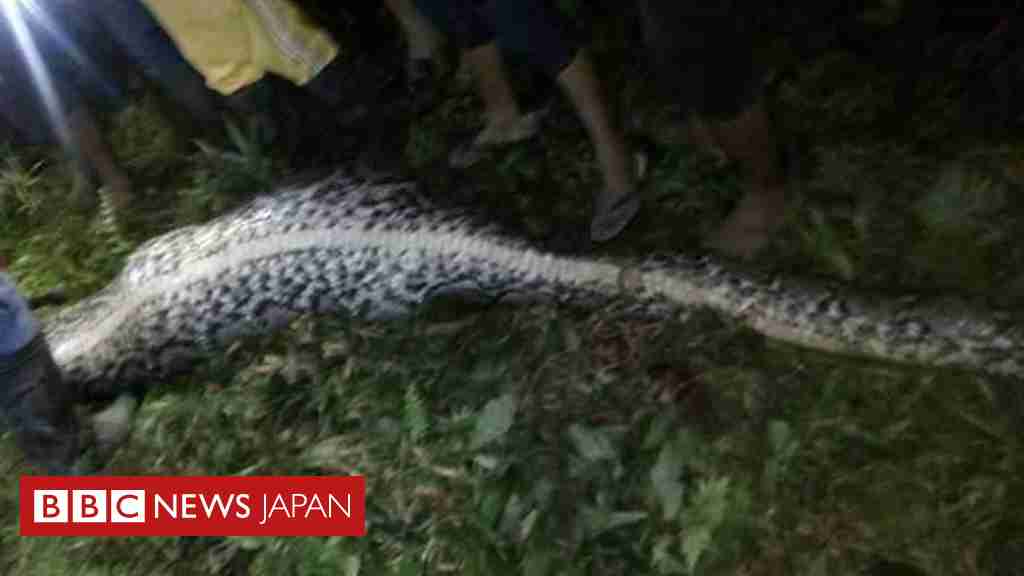 行方不明の男性、ニシキヘビの中に遺体　インドネシア　 - BBCニュース