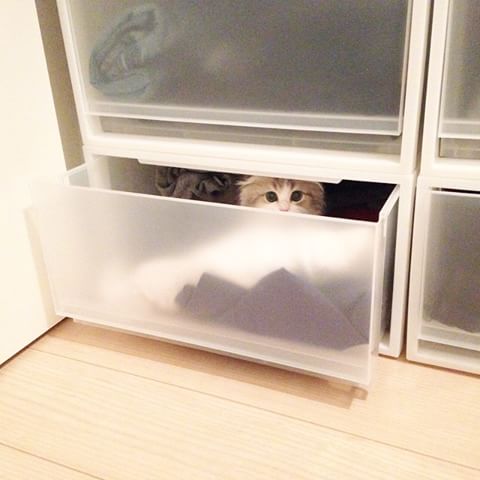 こんなところに猫が!って画像を貼っていくトピ