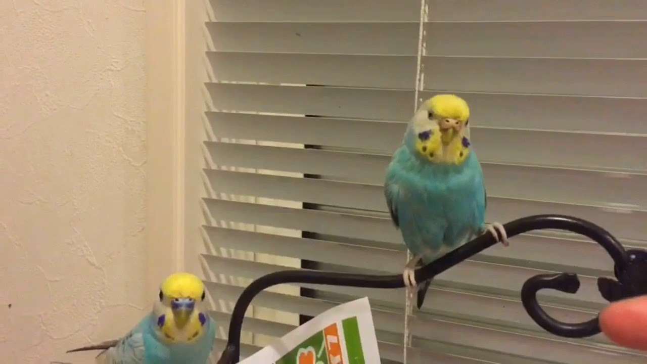 The budgie trying to pick a fight!! - YouTube