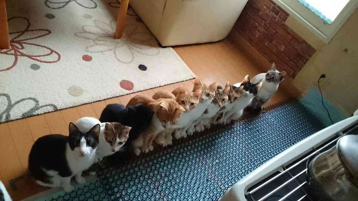 「温まっている動物」の画像を貼るトピ♪