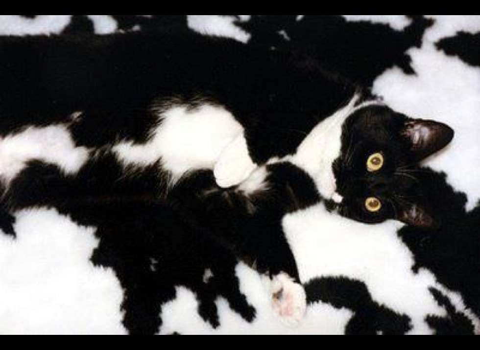 こんなところに猫が!って画像を貼っていくトピ