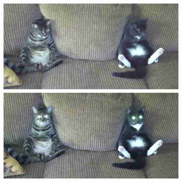 カメラ目線の動物の画像