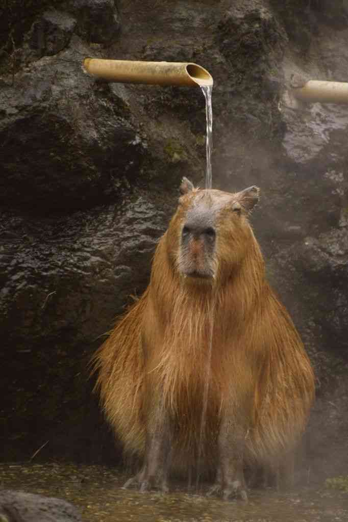 「温まっている動物」の画像を貼るトピ♪