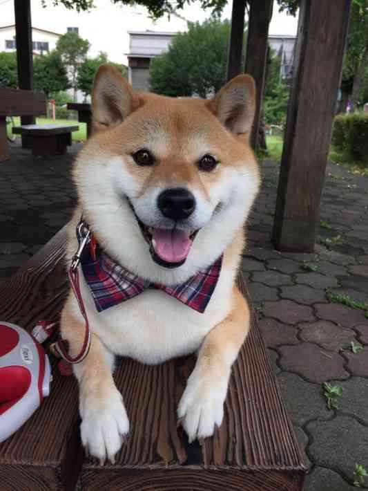 「やだ！帰りたくない！」お気に入りの公園で、帰宅を全力で拒否する柴犬がかわいいｗ