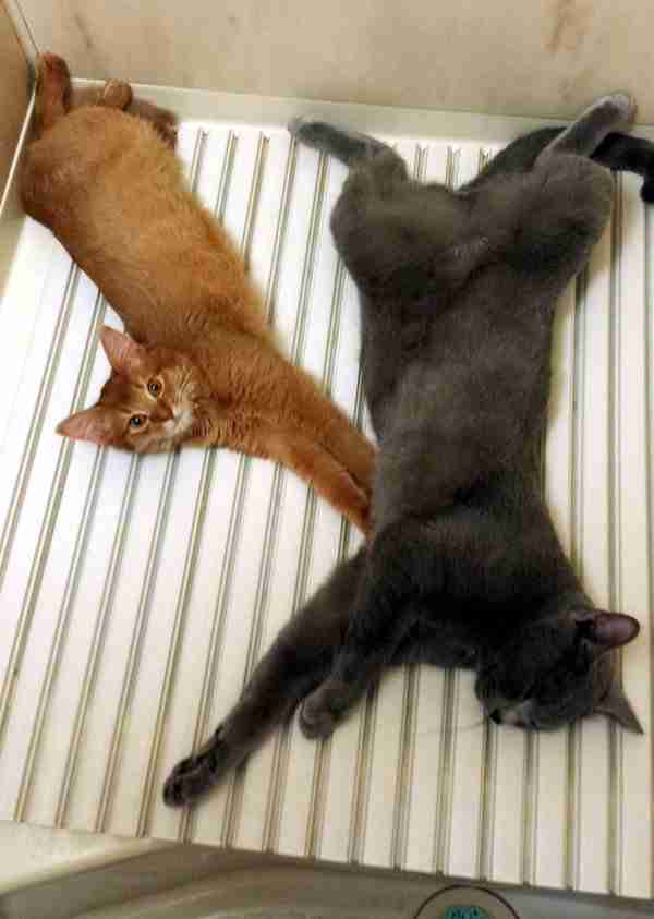 「温まっている動物」の画像を貼るトピ♪