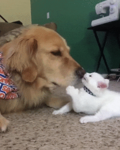 動物同士が会話してるように見える画像