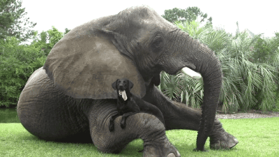 動物同士が会話してるように見える画像