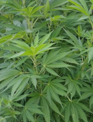 実力派俳優X「大麻逮捕」のウワサ｜サイゾーウーマン